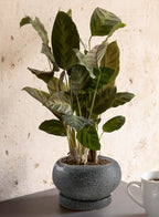 Serene Spaces Living Kuro Ceramic Low Planter with Saucer – Modern Textured Pot for Succulents, Cactus & Indoor Décor, Mini Black Planter, 5" Diameter & 2.9" Tall, Pack of 4 - Image 4