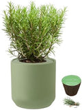 Hydroponic Herb Growing Kit, Self-Watering Kitchen Herb Garden Starter Kit with Green Ceramic Pot and Seeds (Rosemary) by Environet