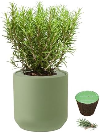 Hydroponic Herb Growing Kit, Self-Watering Kitchen Herb Garden Starter Kit with Green Ceramic Pot and Seeds (Rosemary) by Environet