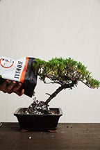 Bonsai Soil by The Bonsai Supply – 4qts. Professional Bonsai Soil Mix | Ready to use| Great for All Bonsai Tree Varieties. - Image 5