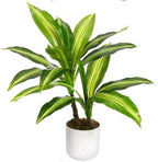 Dracaena & Fiddle Leaf Fig Artificial Plant Set – Realistic Faux Greenery in White Pot, Decorative Fake Potted Plants for Modern Home & Office, 40cm, Set of 2 – Specs: Two-pronged Yellow by LALFPET-Loveallforpets