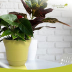 Headwind Traverse Planters – 14" 2 Pack Plastic Plant Pot in Meadow Green - Indoor & Outdoor Pots for Plants with Drainage - Decorative Plant Pot, Flower Pots Outdoor for Garden by Robert Allen - Image 3
