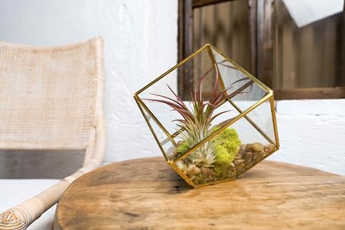 Heptahedron Geometric Glass Terrarium Kit with Red Abdita and Ionantha - Air Plant Tillandsia Holder - Live Tillandsia Succulent House Plant - Home and Garden Decor - Easy Care Indoor Outdoor Plants - Image 4