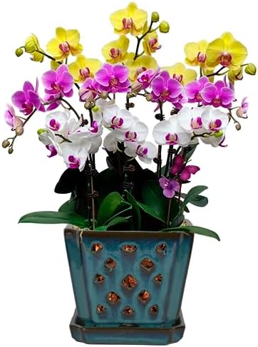 Orchid Pot with Holes and Saucer for Repotting and Better Grow, Teal, 7" by WWHomeDecor