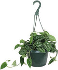 American Plant Exchange Scindapsus Silvery Ann Pothos Hanging Basket, Large 8-Inch Pot, Live Vining Indoor Houseplant, Green and Silver Foliage by AmericanPlantExchange