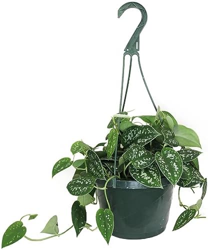 American Plant Exchange Scindapsus Silvery Ann Pothos Hanging Basket, Large 8-Inch Pot, Live Vining Indoor Houseplant, Green and Silver Foliage by AmericanPlantExchange