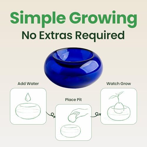Glass Avocado Seed Vase for Growing – Hand-Blown Avocado Vase, Indoor Plant Vase and Avocado Planter Pot for Plant Growing (Dark Blue) - Image 4