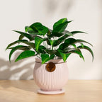 8.3 Inch Pink Ceramic Planter with Drainage Hole and Saucer - Image 5