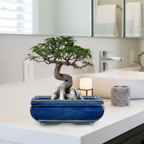 Villa Como Set of 2 Large Bonsai Pots with with Drainage Hole, 8.7" - Image 7