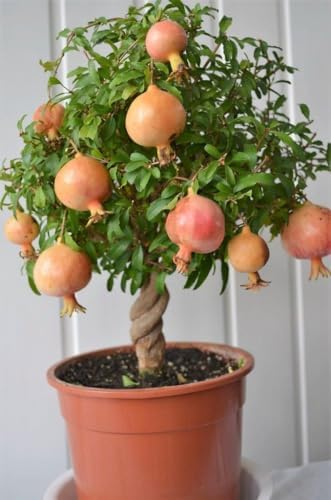 GARDENERA Premium Pomegranate Potting Soil Mix - Perfect Balance of Nutrients, Drainage, and Aeration for Thriving Pomegranate Trees - 5 Quart - Image 2