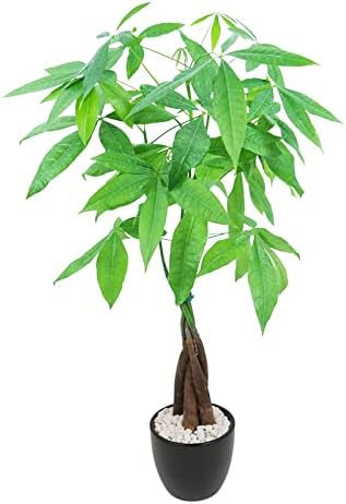 Athena's Garden Money Tree Plant Indoor Live Plant Pachira Money Tree with Ceramic Planter 18 Inches Tall, Black Pot - White Rocks, Medium by AthenasGarden