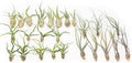 Pack of Wild Ones Air Plants - Tillandsia Caput Medusae, Butzii & Bulbosa Guatemala - Succulent House Plants for Holders - Available in Wholesale/Bulk - Easy Care Indoor/Outdoor Plants (Pack of 50) by TheAirPlantShop