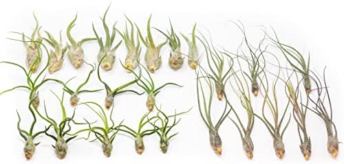 Pack of Wild Ones Air Plants - Tillandsia Caput Medusae, Butzii & Bulbosa Guatemala - Succulent House Plants for Holders - Available in Wholesale/Bulk - Easy Care Indoor/Outdoor Plants (Pack of 50) by TheAirPlantShop