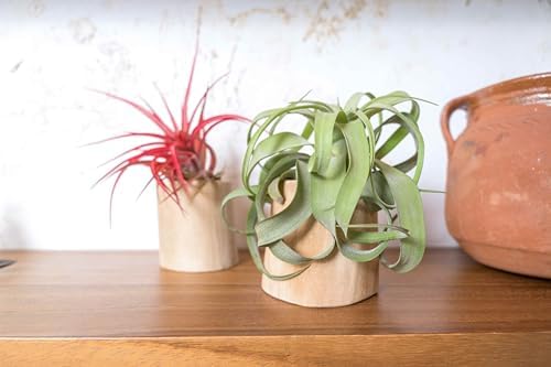 Air Plant Shop Driftwood Container with Custom Air Plant - Succulents - Live Tillandsia - Easy Care Indoor and Outdoor House Plants (Bulbosa Belize) - Image 5