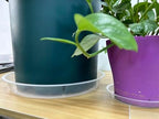 OUPSAUI 4 Pack Clear Plant Saucer 4 6 8 10 12 14 16 18 20 22 Inch Plant Trays for Pots, Plastic Extra Large Planter Saucers for Outdoors Indoors, Drip Catcher Water Tray for Plants (20 Inch) - Image 6