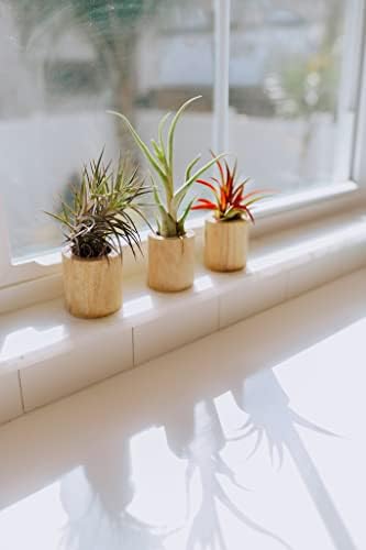 Air Plant Shop Driftwood Container with Custom Air Plant - Succulents - Live Tillandsia - Easy Care Indoor and Outdoor House Plants (Bulbosa Belize) - Image 4