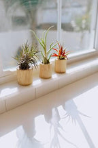 Air Plant Shop Driftwood Container with Custom Air Plant - Succulents - Live Tillandsia - Easy Care Indoor and Outdoor House Plants (Bulbosa Belize) - Image 4