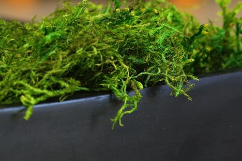 SuperMoss (25325) Forest Moss Preserved, Fresh Green, 3 Pounds - Image 2