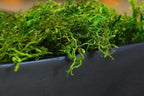 SuperMoss (25325) Forest Moss Preserved, Fresh Green, 3 Pounds - Image 2