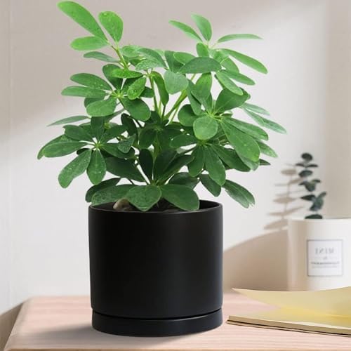 Yukfona Ceramic Plant Saucer Tray 2 Pcs 12 Inch Black, 12.5" OD x11.9 ID x1.6 Deep| Fits Flower pots Bottom≤ 11.9", Heavy Duty Glazed Round Planter Drip with Catch Basin for Indoor Outdoor Plants - Image 6