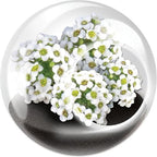 Unique Gardener Tiny Terrarium Plant Seeds 6 Variety Pack, DIY Indoor Succulents and Live Plants for Home or Garden Planting, Assorted Flowering Pack - Image 5