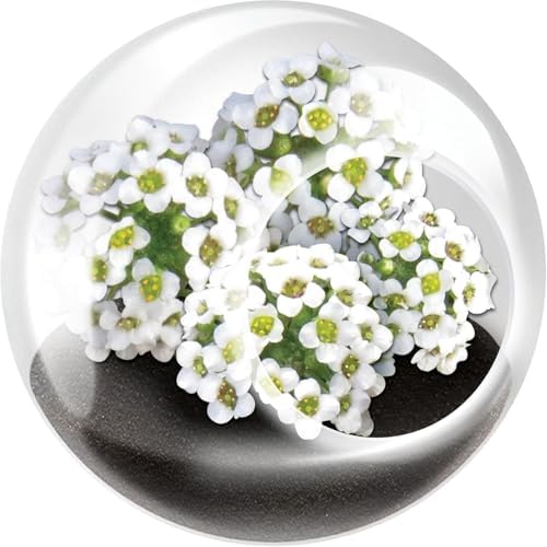 Unique Gardener Tiny Terrarium Plant Seeds 6 Variety Pack, DIY Indoor Succulents and Live Plants for Home or Garden Planting, Assorted Flowering Pack - Image 5