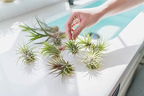 6 Pack Large Xerographica Air Plants 5 to 7 Inch Wide - Air Plants Live Tillandsia Succulent House Plants Holders- Available in Wholesale and Bulk Air Plant- Easy Care Indoor and Outdoor Plants - Image 6