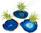3 Small Blue Agate Geode Crystal Tillandsia Air Plant Holders - Includes Live Plant and Gift Box - Image 4