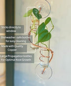 2 Willow Window Plant Propagator- Window Propagation Station | Removable Glass Test Tubes for Indoor Clippings, Cut Flowers, Herbs, Succulents | Home Decor | (2 Willow) - Image 3