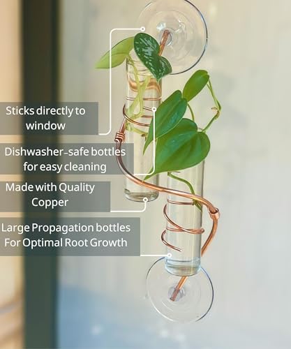 2 Willow Window Plant Propagator- Window Propagation Station | Removable Glass Test Tubes for Indoor Clippings, Cut Flowers, Herbs, Succulents | Home Decor | (2 Willow) - Image 3