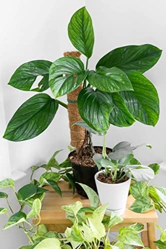 GARDENERA Monstera Pinnatipartita Plant Soil Mix - Premium Blend for Thriving Foliage and Root Development - 10 Quart (2 Bags of 5 Quart) - Image 5