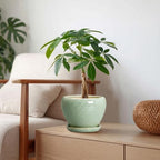 Ceramic Plant Pots 6 Inch, Ceramic Planter with Drainage, Green - Image 3