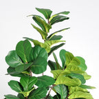 6FT Artificial Fiddle Leaf Fig Tree with Decorative White Pot - Image 3