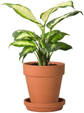 D'vine Dev 6-Pack Terracotta Plant Pots with Saucers, 5 in, 588-A-1-5 - Image 2