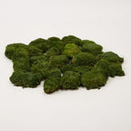 Preserved Pole Moss Pillow Bun Cushion Natural Decorative Real Natural Green DIY Kit Gardenning Art Wall Decor Florist Decor Easter Table Decor Wedding(1.5 sq.ft, Green-A) - Image 5