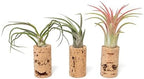 12 Pack Handmade Wine Cork Magnet Air Plant Holder – Assorted Tillandsia Ionantha in Air Plant Hanger - Succulent Hanging Plants Stand – Planter for Home and Garden Décor - Image 2