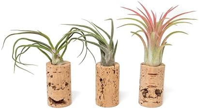 12 Pack Handmade Wine Cork Magnet Air Plant Holder – Assorted Tillandsia Ionantha in Air Plant Hanger - Succulent Hanging Plants Stand – Planter for Home and Garden Décor - Image 2