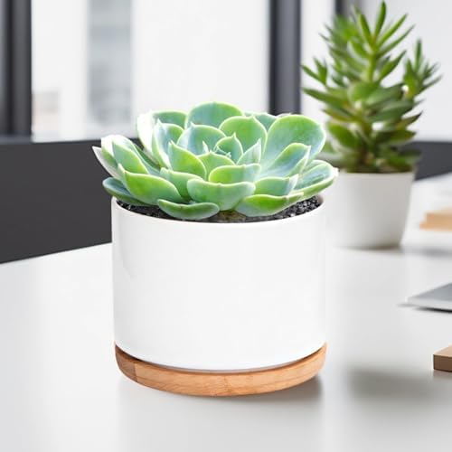 Set of 3 White Ceramic Succulent Pots with Bamboo Trays for Tabletop, Perfect for Home Or Office Decoration - Image 4