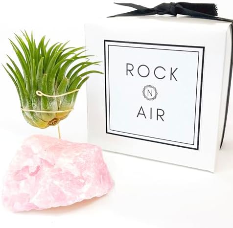 Pink Raw Rose Quartz Crystal Air Plant Holder Gift - Includes Live Healthy Tillandsia Plant Gift Box - Image 2