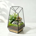 Ferrisland Glass Geometric Plant Terrarium, Clear Glass Succulent by Ferrisland