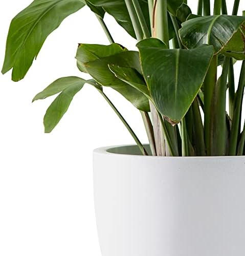 Kante Accent Round Bowl White Concrete Planter 14" Dia, Outdoor - Image 3