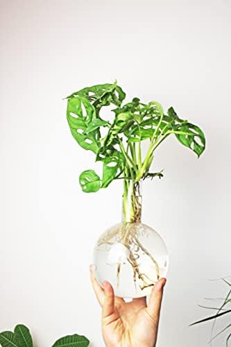 Winkee - Hydrovase Flora | Flower Vase with Metal Stand | Table Planter | Modern Decoration | Glass Propagation Station | Cut-Out Plants Glass | Root Glass Vase | Gift for Mother's Day, Birthday - Image 5
