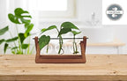 Winkee - Hydrovase Blossom | 3 x Flower Vase with 1 x Wooden Stand | Table Planter | Modern Decoration | Glass Propagation Station | Plant Glass | Root Glass Vase | Gift for Mother's Day, Birthday - Image 2