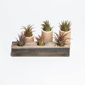 Air Plant Decor Air Plant Holder, 3 Ceramic Tabletop Modern Planter, 1 Solid American Red Cedar Plant Holder Made in The USA, Plus 6 Free Tillandsia (Antique Brown) by CALI+KIWI+PROS