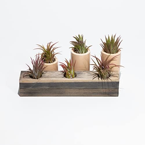 Air Plant Decor Air Plant Holder, 3 Ceramic Tabletop Modern Planter, 1 Solid American Red Cedar Plant Holder Made in The USA, Plus 6 Free Tillandsia (Antique Brown) by CALI+KIWI+PROS
