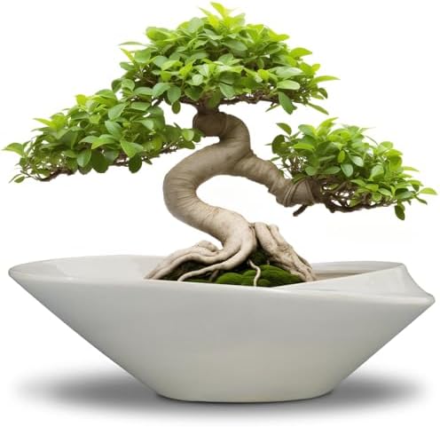 Bonsai Planter Pot - 12 Inch Ceramic Plant Pot for Indoor Plants Outdoor Decorative Flower Pot Succulent Planter with Drainage Hole Gray by EPFamily
