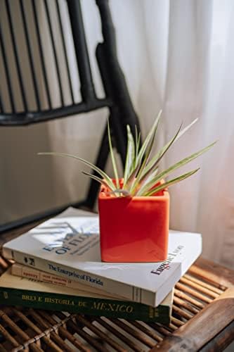 Air Plant Shop Color Cube Sets with Mixed Air Plants - Succulents - Live Tillandsia - Easy Care Indoor and Outdoor House Plants - Image 5