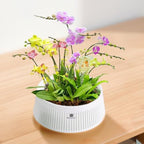 Orchid Pots with Holes for Repotting, Decorative African Violet Pots with Air-Pruning and Good Air Circulation, Plastic White Orchid Planter with Saucers, 8 Inch, Set of 2 - Image 7