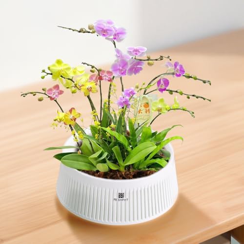 Orchid Pots with Holes for Repotting, Decorative African Violet Pots with Air-Pruning and Good Air Circulation, Plastic White Orchid Planter with Saucers, 8 Inch, Set of 2 - Image 7