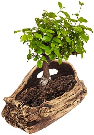 Desk Topper Vintage Decor Vintage Decor Driftwood Stump Log Concrete Planter Succulent Pot Flower Plant Pot Container for Patio Decoration Dining Table Decor Plants Decor - Image 3